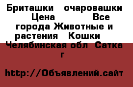 Бриташки - очаровашки.  › Цена ­ 3 000 - Все города Животные и растения » Кошки   . Челябинская обл.,Сатка г.